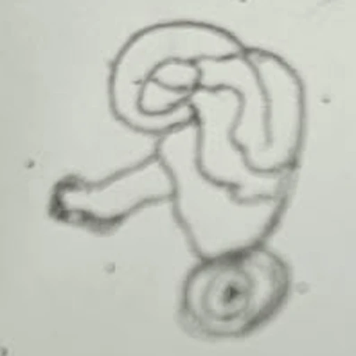 Boceto 12 (boceto)