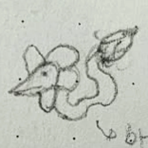 Boceto 1 (boceto)