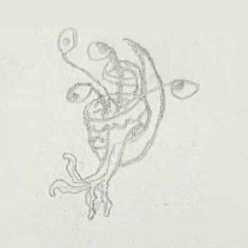 Trotion (boceto)