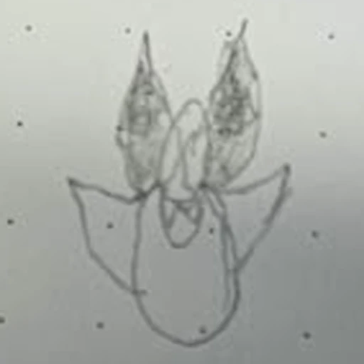 Basmic (boceto)